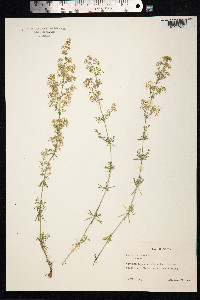Galium mollugo image