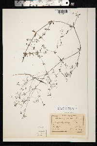 Galium palustre image