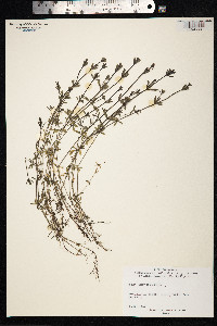Galium palustre image