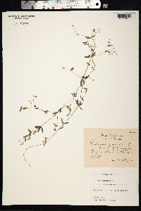 Galium palustre image