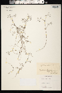 Galium palustre image