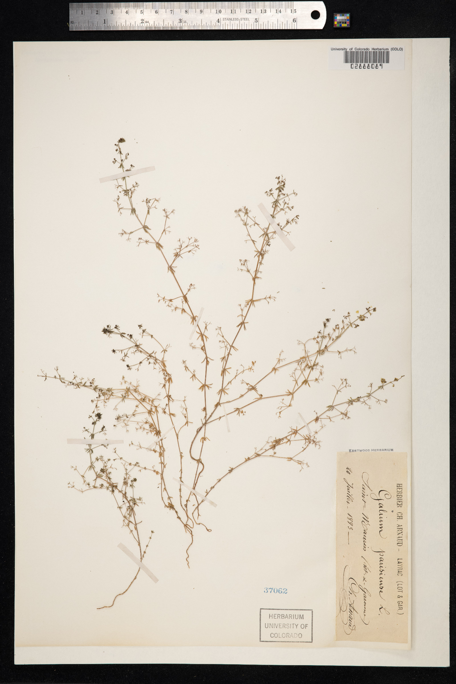 Galium parisiense image