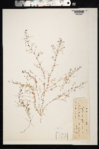 Galium parisiense image