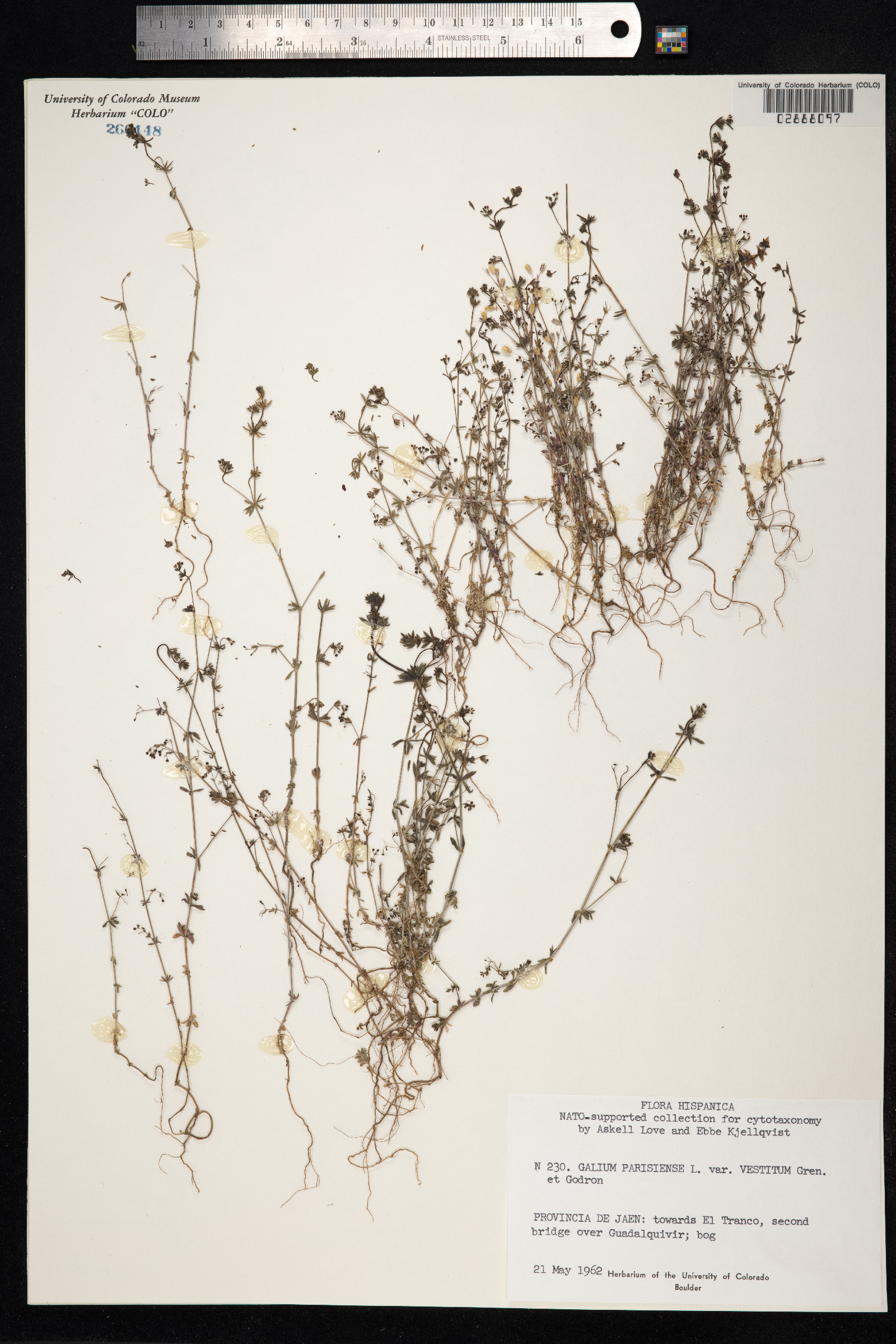 Galium parisiense image