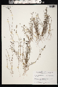 Galium parisiense image
