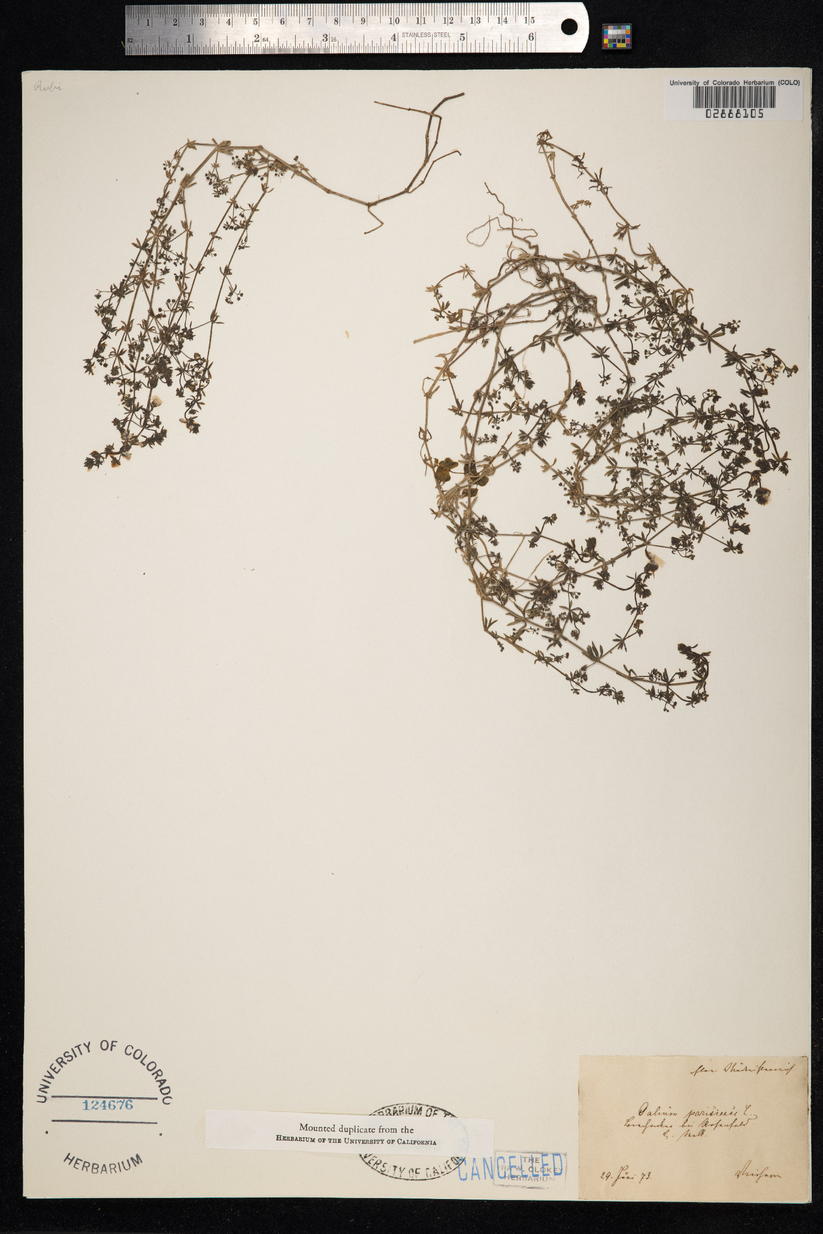 Galium parisiense image