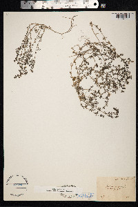 Galium parisiense image