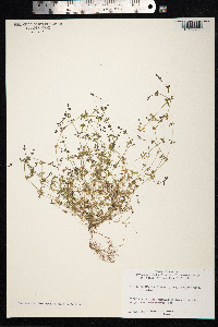 Galium parisiense image