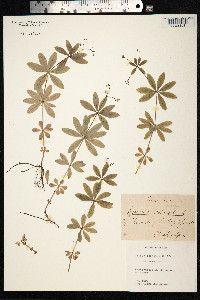 Galium odoratum image
