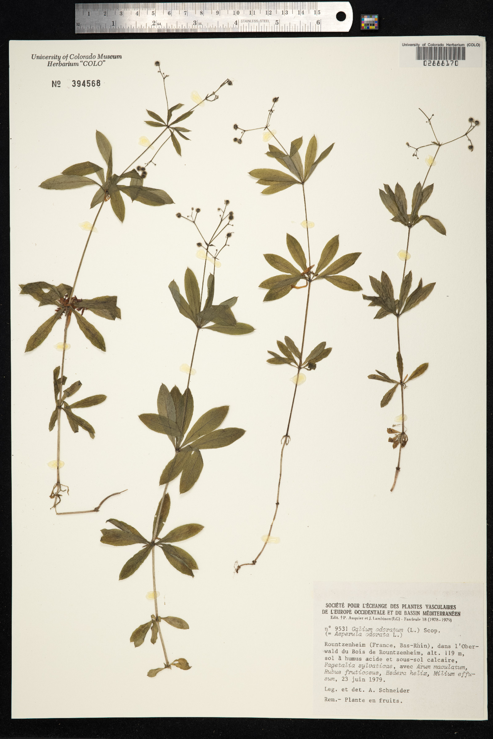 Galium odoratum image