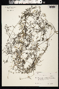 Galium palustre image