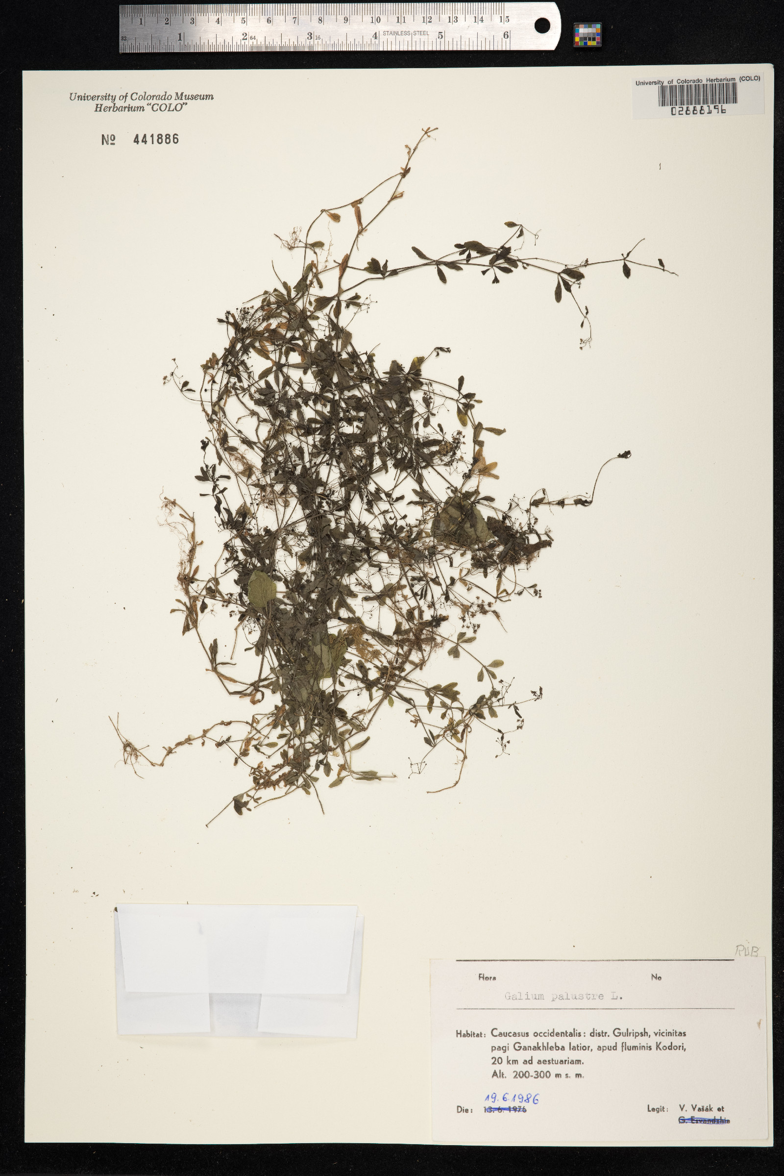 Galium palustre image
