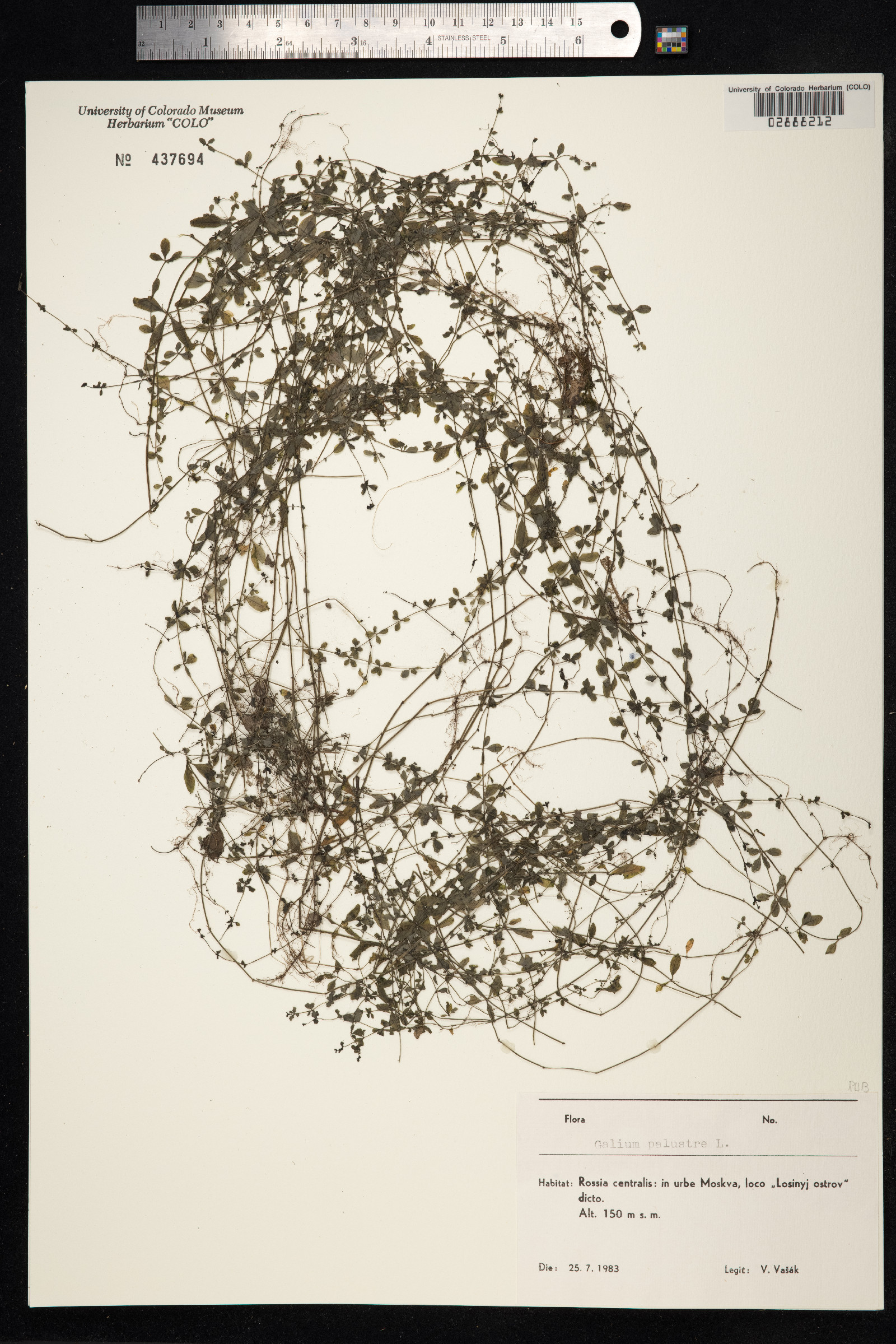 Galium palustre image