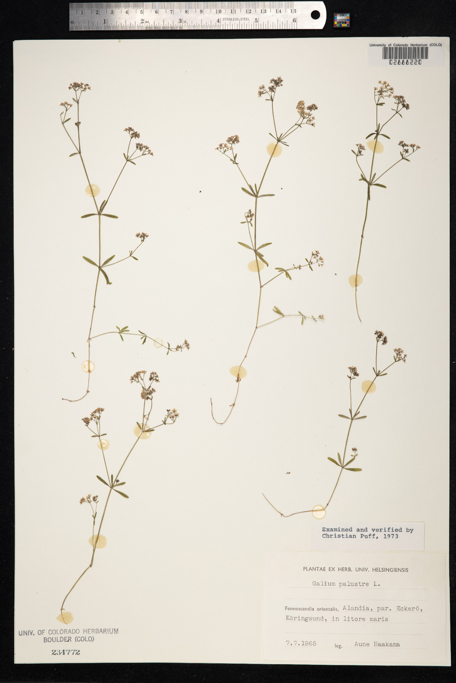 Galium palustre image