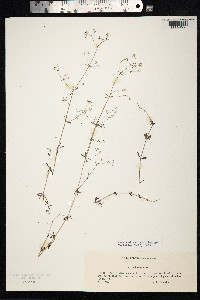 Galium palustre image