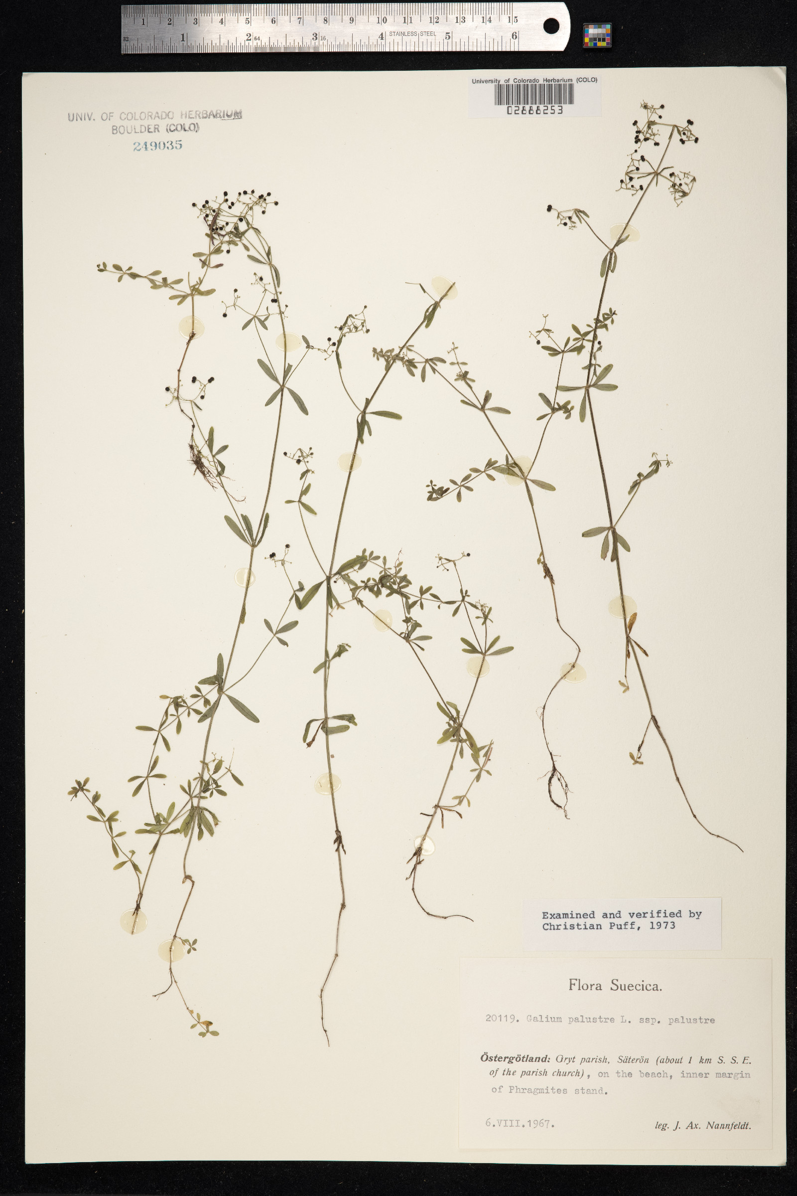 Galium palustre image