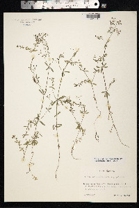 Galium palustre image