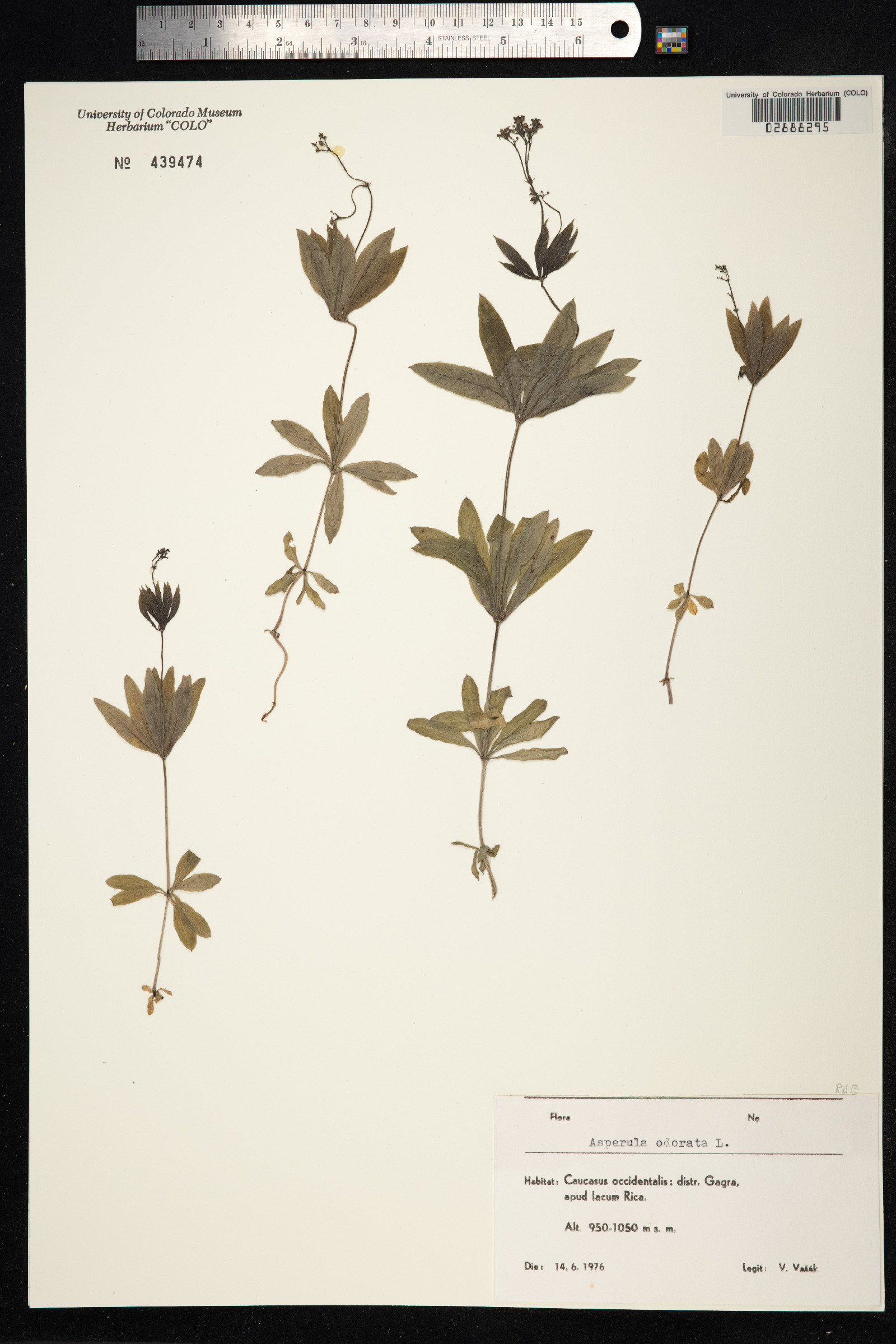 Galium odoratum image