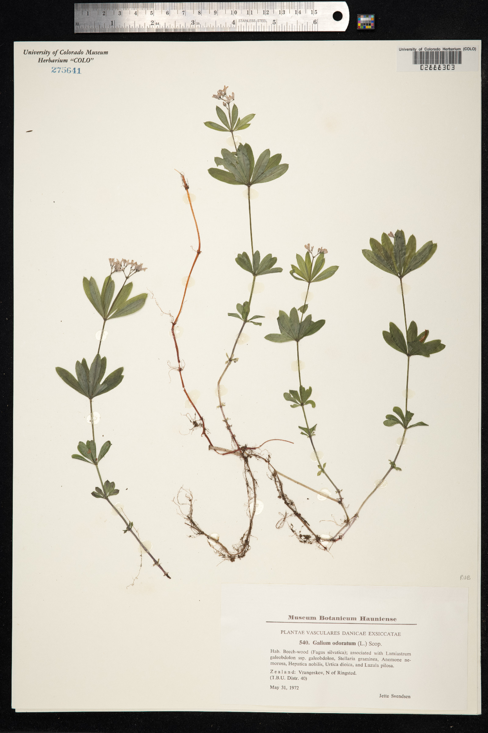 Galium odoratum image