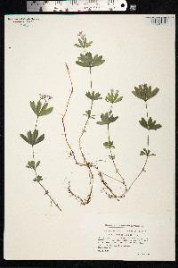 Galium odoratum image