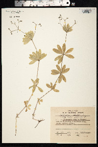 Galium odoratum image