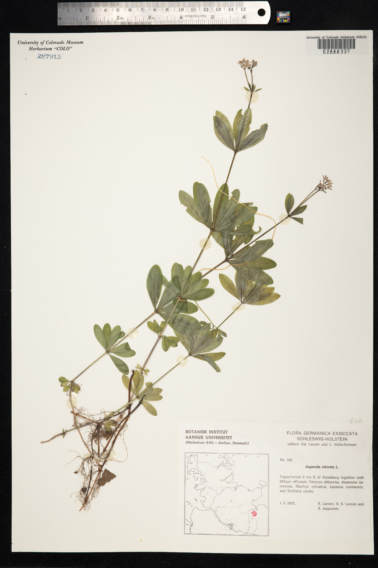 Galium odoratum image