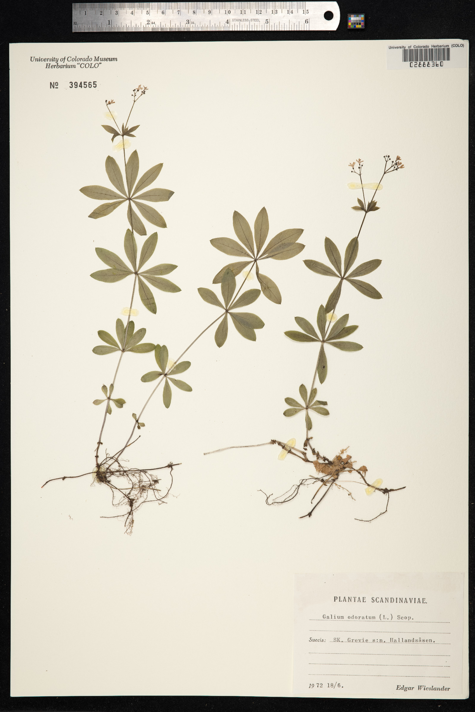 Galium odoratum image