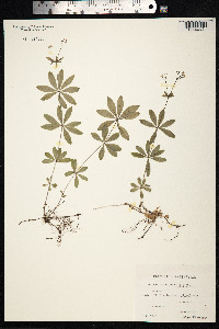 Galium odoratum image