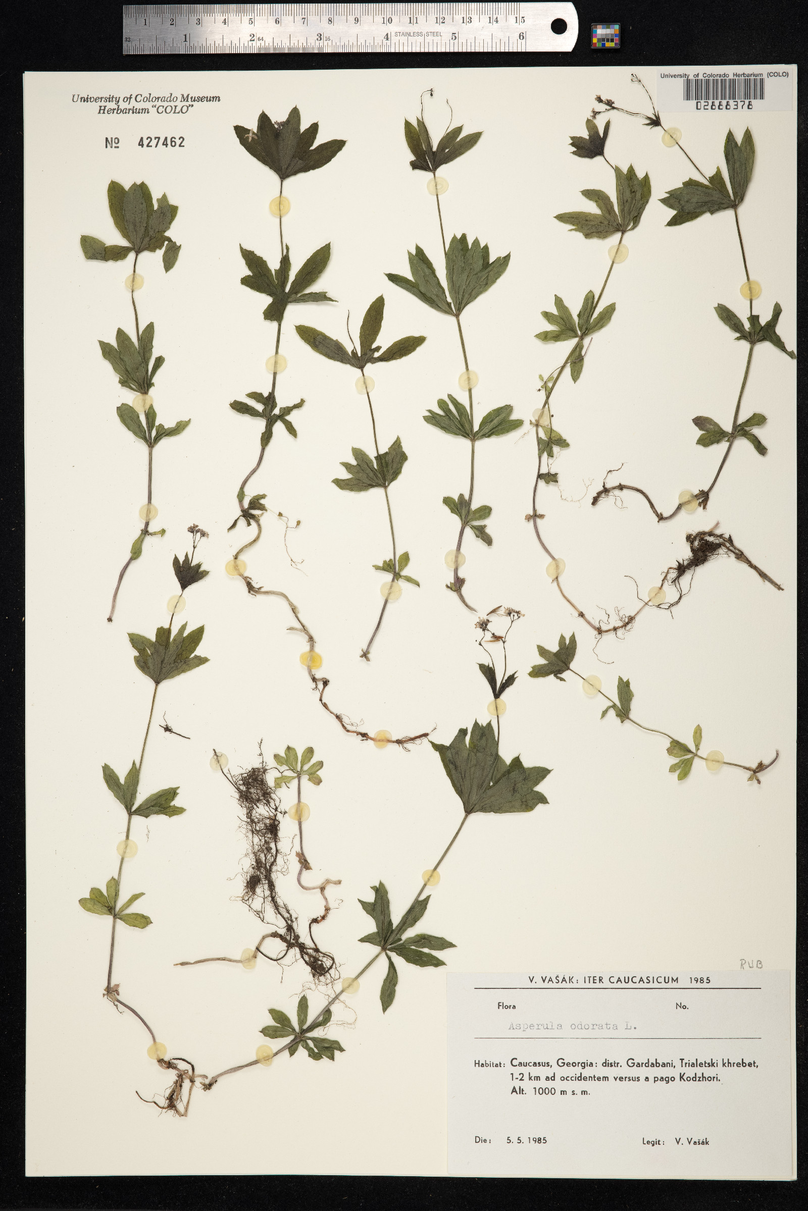 Galium odoratum image