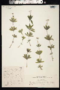 Galium odoratum image