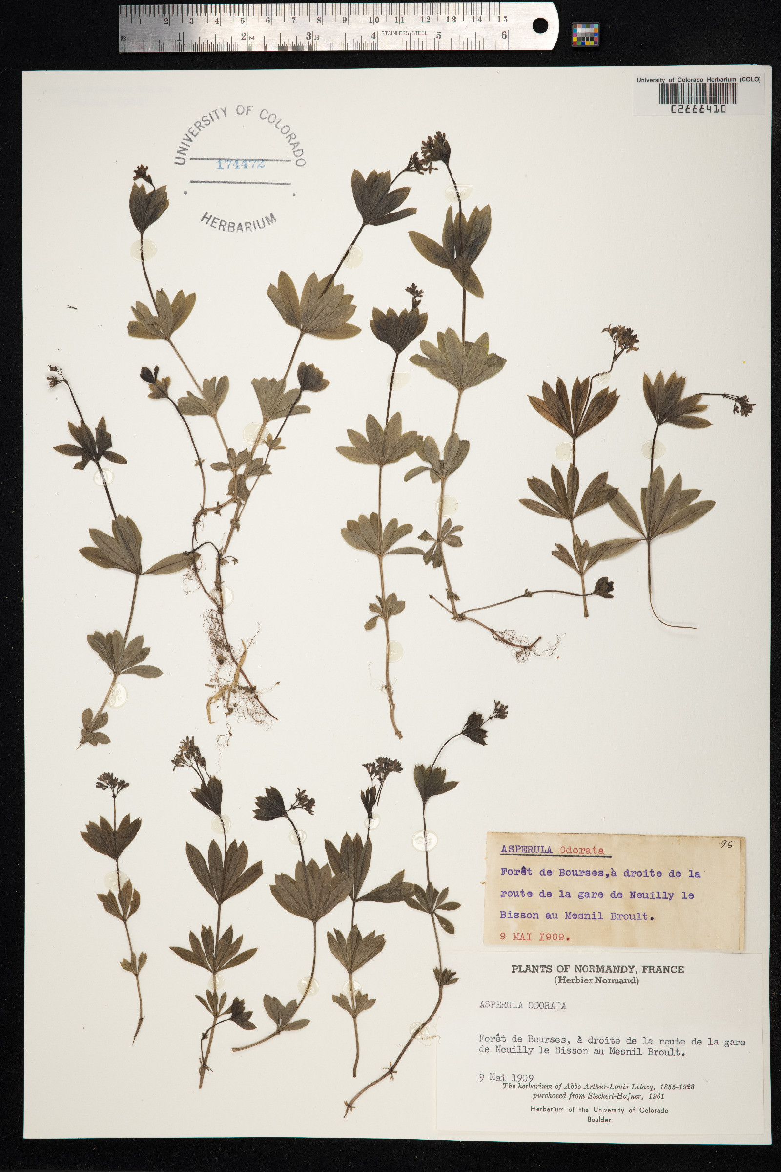 Galium odoratum image