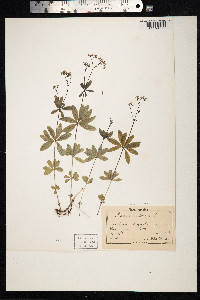 Galium odoratum image