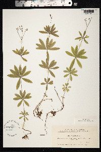 Galium odoratum image