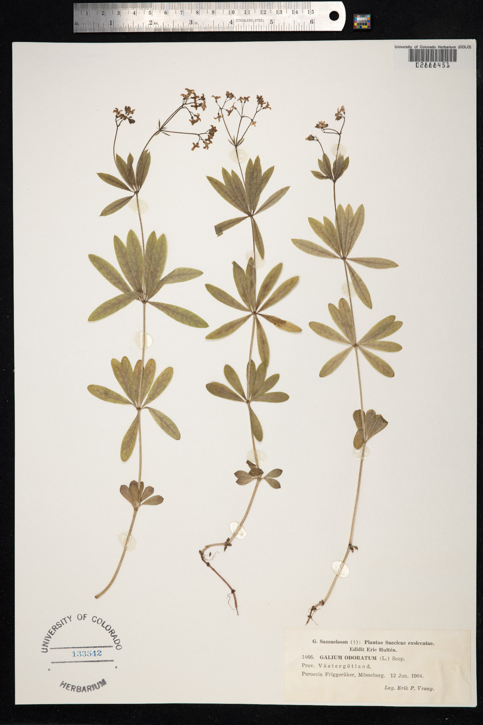 Galium odoratum image