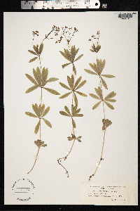 Galium odoratum image