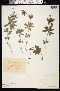 Galium odoratum image