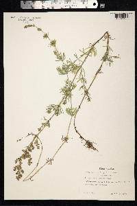 Galium mollugo image