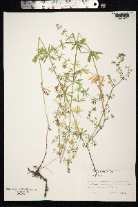 Galium mollugo image