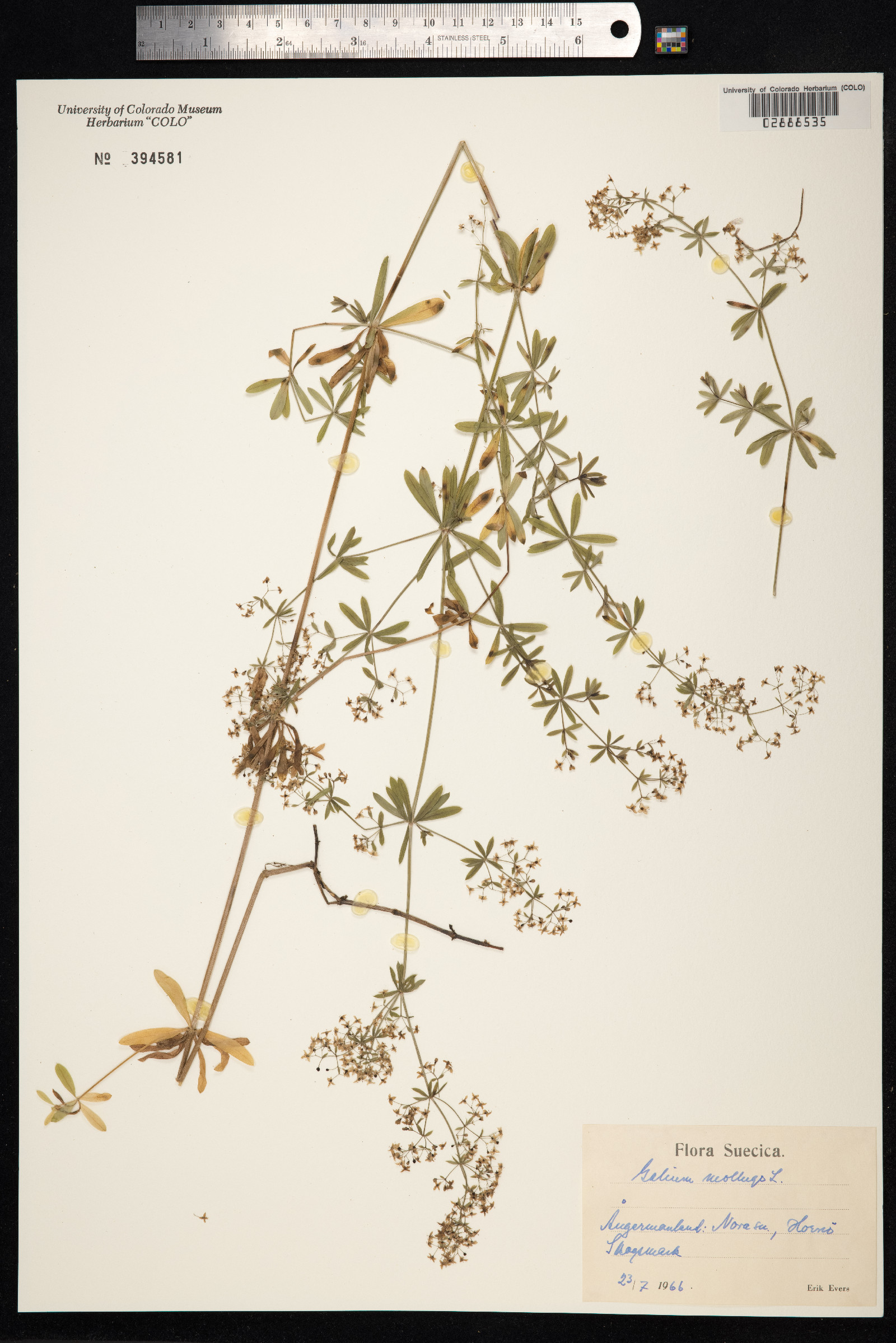 Galium mollugo image