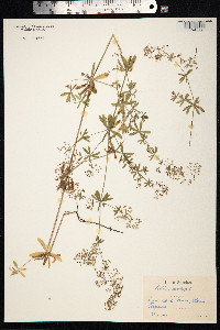 Galium mollugo image
