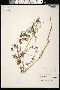 Galium mollugo image