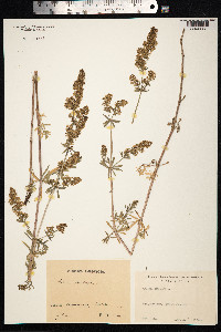 Galium mollugo image