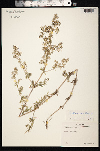 Galium mollugo image