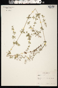 Galium mollugo image
