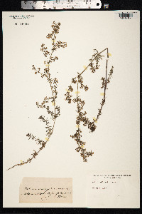 Galium mollugo image