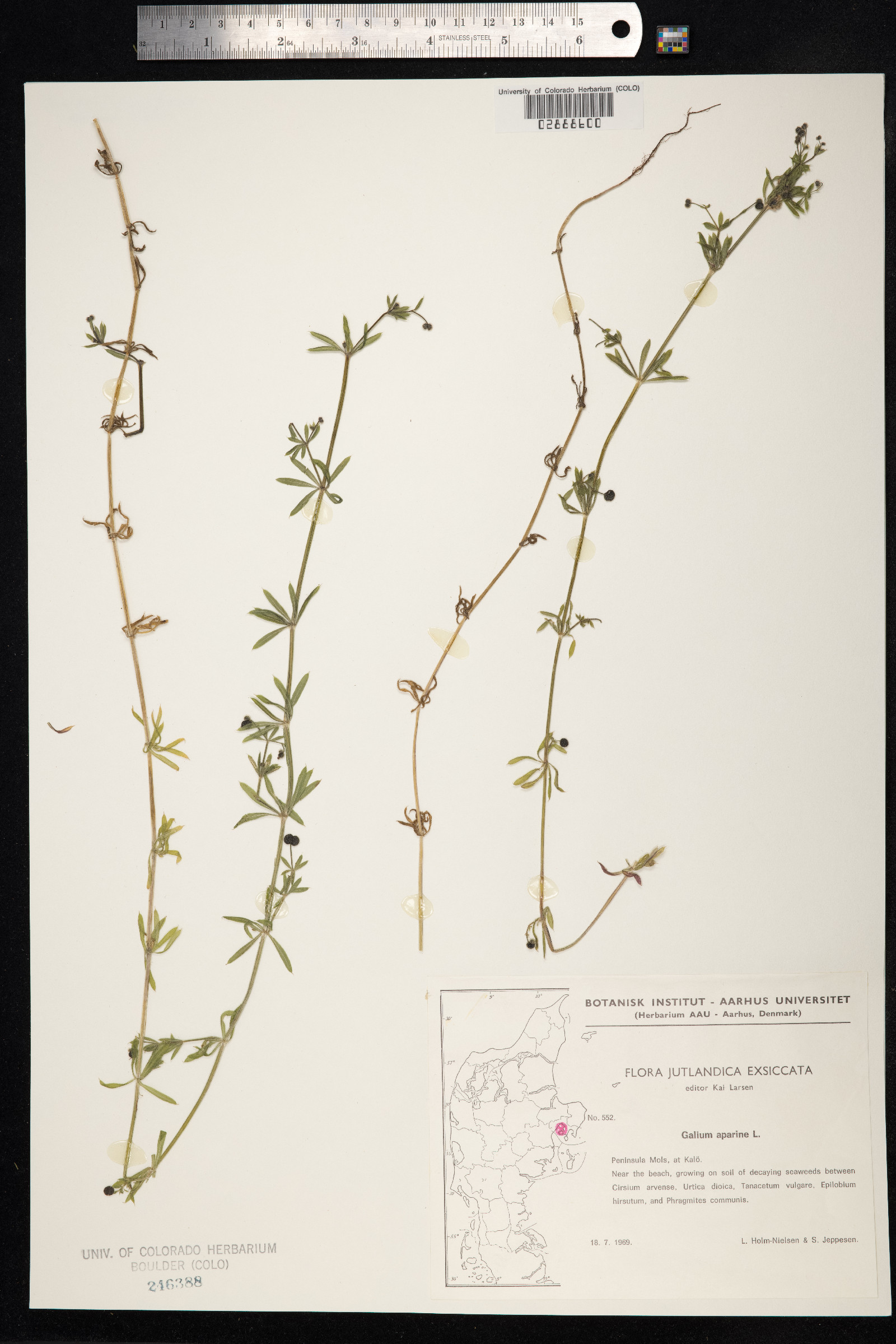 Galium aparine image