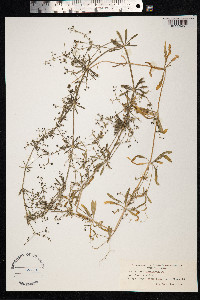 Galium aparine image