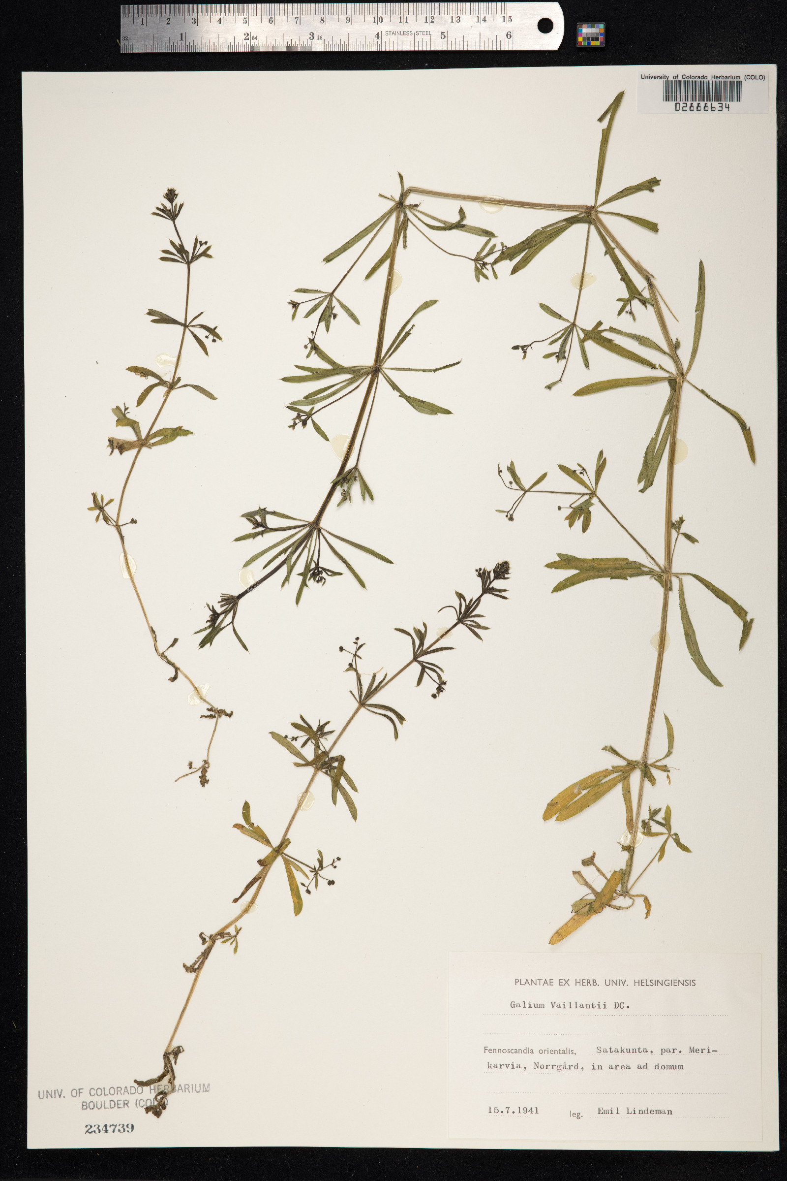 Galium aparine image