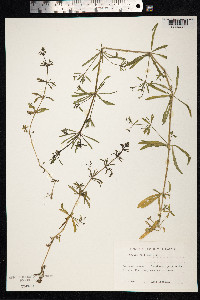 Galium aparine image