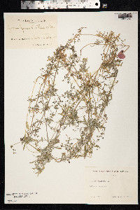 Galium aparine image